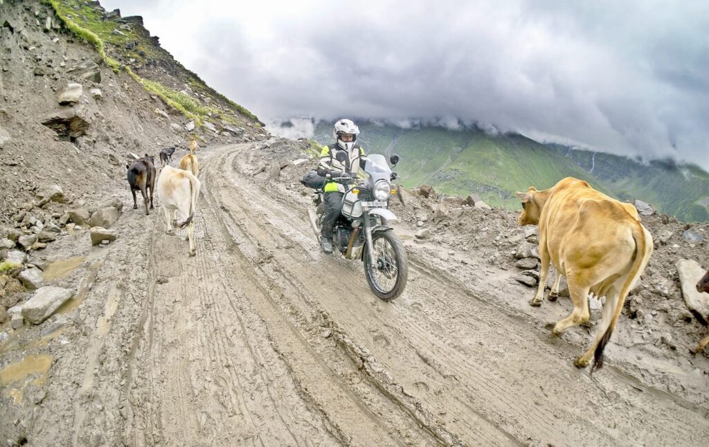 La Royal Enfield Himalayan emana un fascino pazzesco perché non è una moto da bar, ma è stata creata per permettere agli abitanti del Ladakh di affrontare strade come questa, con la fanga e le mucche selvagge. 